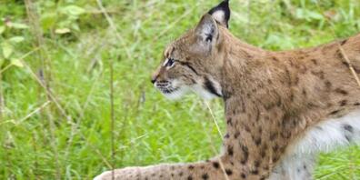 Ein Luchs ist mutmasslich für zwei Schafsrisse auf dem Gemeindegebiet von Galgenen  verantwortlich. (Symbolbild)