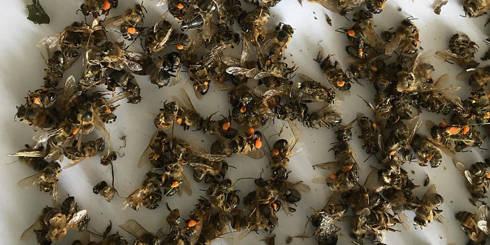 Die Attraktivität von Spargelblüten für Bienen wird oft unterschätzt. Der Einsatz eines Insektizids auf einem Spargelfeld führte 2020 auf einem benachbarten Bienenstand zu einem hohen Totenfall.