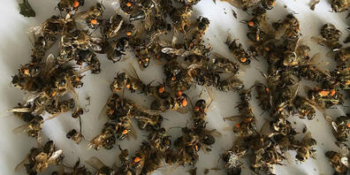 Die Attraktivität von Spargelblüten für Bienen wird oft unterschätzt. Der Einsatz eines Insektizids auf einem Spargelfeld führte 2020 auf einem benachbarten Bienenstand zu einem hohen Totenfall.