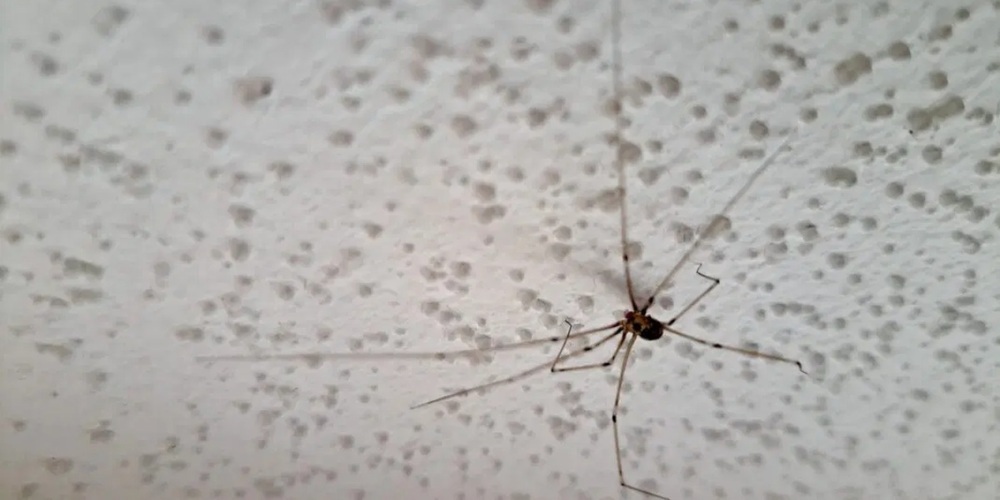 Kellerasseln, Silberfischchen, Spinnenläufer, Zitterspinnen und Co. sind zu Unrecht unbeliebte Mitbewohner*innen, da sie entgegen der landläufigen Meinung sogar sehr nützlich sind.