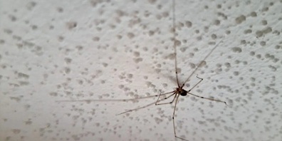 Kellerasseln, Silberfischchen, Spinnenläufer, Zitterspinnen und Co. sind zu Unrecht unbeliebte Mitbewohner*innen, da sie entgegen der landläufigen Meinung sogar sehr nützlich sind. 