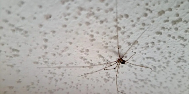 Kellerasseln, Silberfischchen, Spinnenläufer, Zitterspinnen und Co. sind zu Unrecht unbeliebte Mitbewohner*innen, da sie entgegen der landläufigen Meinung sogar sehr nützlich sind. 