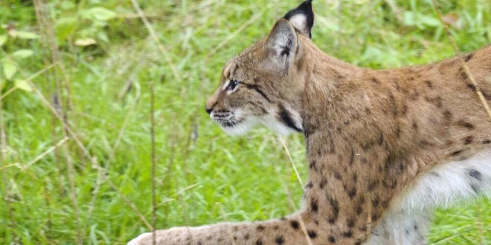 Ein Luchs ist mutmasslich für zwei Schafsrisse auf dem Gemeindegebiet von Galgenen SZ verantwortlich. (Symbolbild)