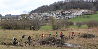 Der moorige Boden ermöglichte einen zügigen Fortschritt der Pflanzaktion.