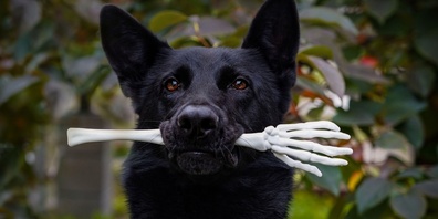 Laute Geräusche, Kostüme und Lichter können Haustiere an Halloween stressen. Ruhe und Rückzugsorte helfen Hund und Katze, gelassen zu bleiben.