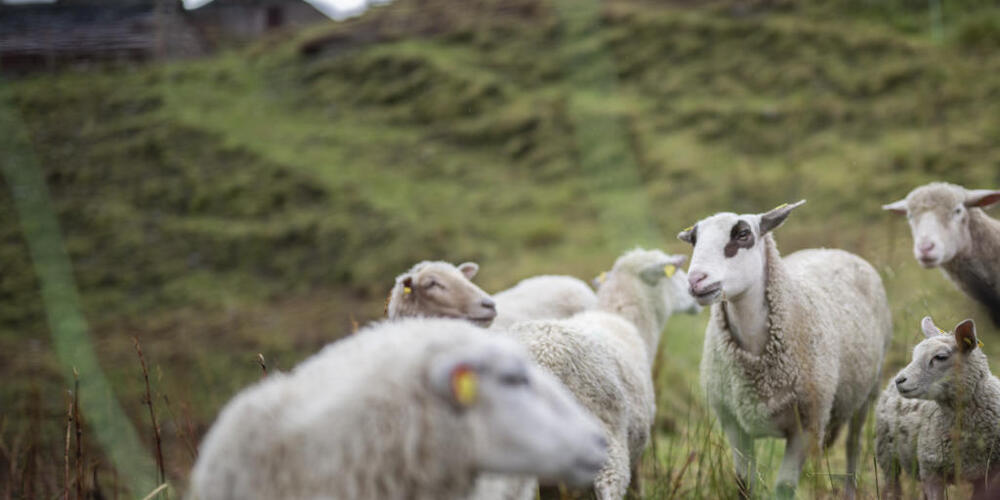 Bis Ende September hat der Wolf im Kanton Graubünden 186 Ziegen und Schafe sowie drei Rinder gerissen (Symbolbild)
