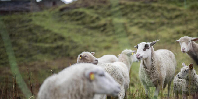 Bis Ende September hat der Wolf im Kanton Graubünden 186 Ziegen und Schafe sowie drei Rinder gerissen (Symbolbild)