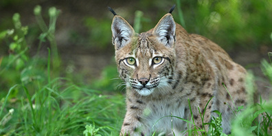 Bei der in der Schweiz vorkommenden Luchsart handelt es sich um den Eurasischen Luchs. Die Tiere sind sehr scheu und stellen für Menschen keine Gefahr dar. 