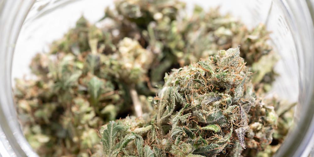 Indica Cannabis (Indischer Hanf). Foto: Allyse Pulliam/ZUMA Wire/dpa