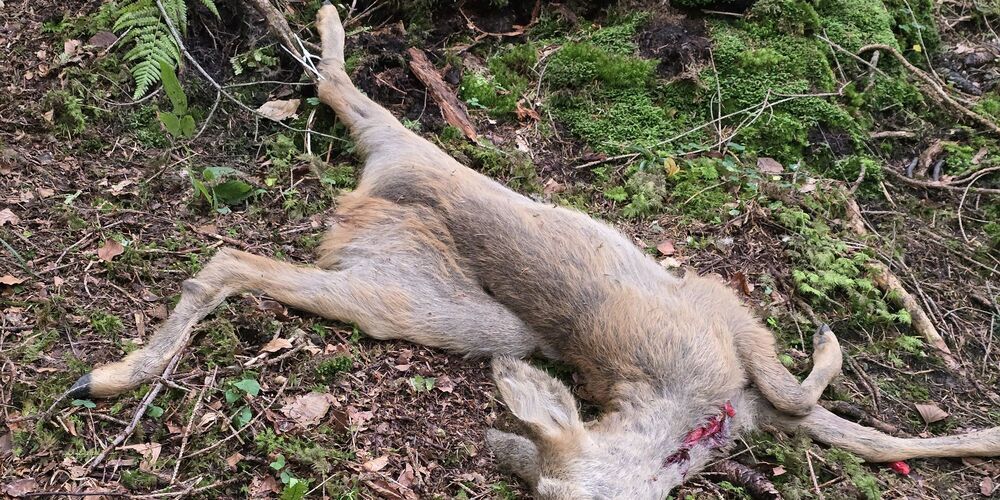 Am Bein angebundener Rehkadaver.