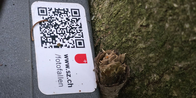 Am Bein angebundener Rehkadaver