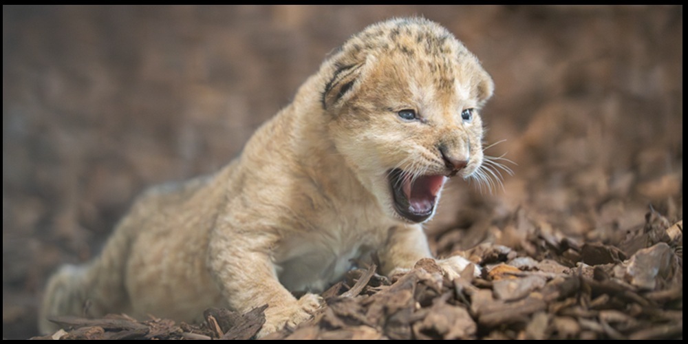 Das Löwenbaby überlebte nur vier Wochen.