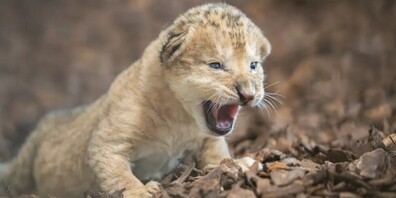 Das Jungtier war erst Anfang Oktober im Walter Zoo geboren worden.