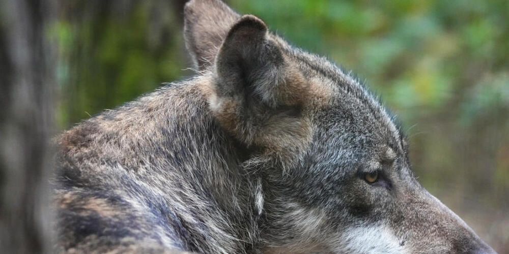 Die Existenz des Wolfs und dessen Abschuss sind im Kanton Schwyz umstritten. (Archivaufnahme)
