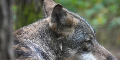 Die Existenz des Wolfs und dessen Abschuss sind im Kanton Schwyz umstritten. (Archivaufnahme)
