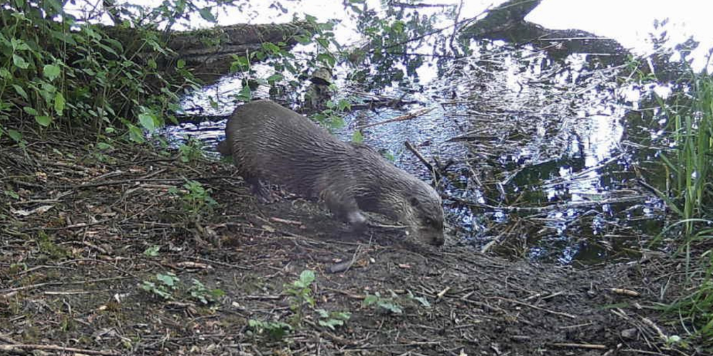 In die Fotofalle geraten: Der Fischotter breitet sich im Rheintal weiter aus.