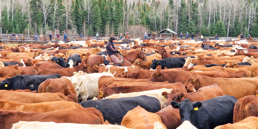 3500 Stück Rindvieh im Corral, in der Mitte Cowboy Gilles Turcotte.