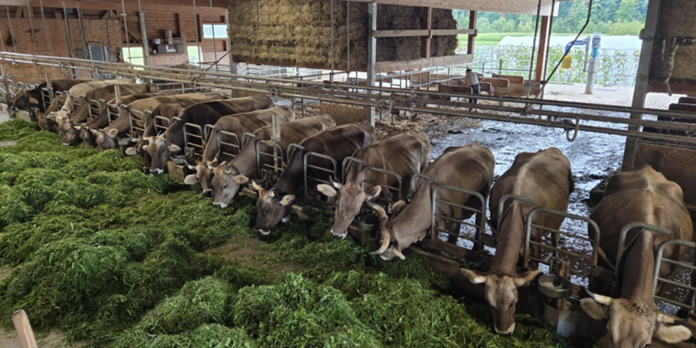 Laufstall für behornte Kühe.
