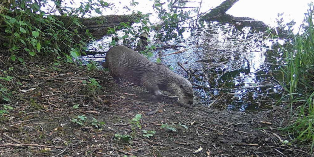 Mittlerweile werden Fischotter vom Bodensee entlang des Alpenrheins und Umgebung bis zur Kantonsgrenze nach Graubünden nachgewiesen.