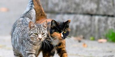 Das Zügeln mit Freigängerkatzen ist für die Tiere mit Stress verbunden