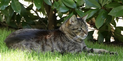 Auch Katzen freuen sich über ein kühles, schattiges Plätzchen.