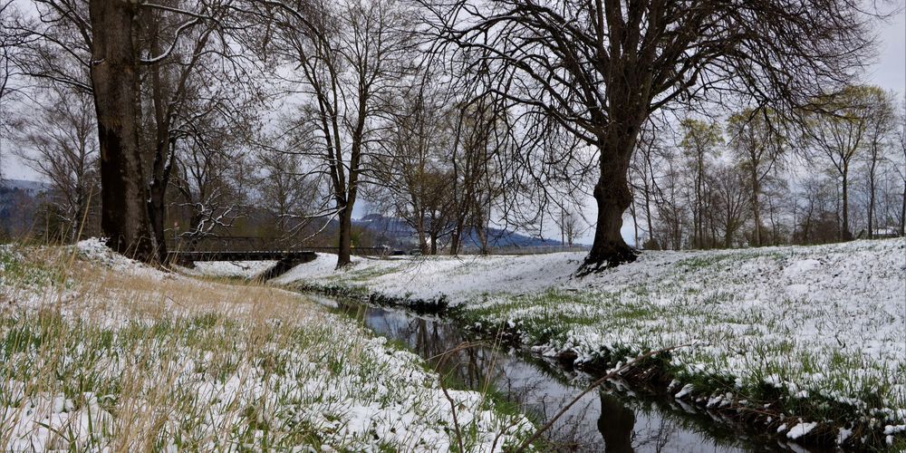 Der Zapfenbauch in Balgach kurz bevor er in den Rheintaler Binnenkanal mündet.