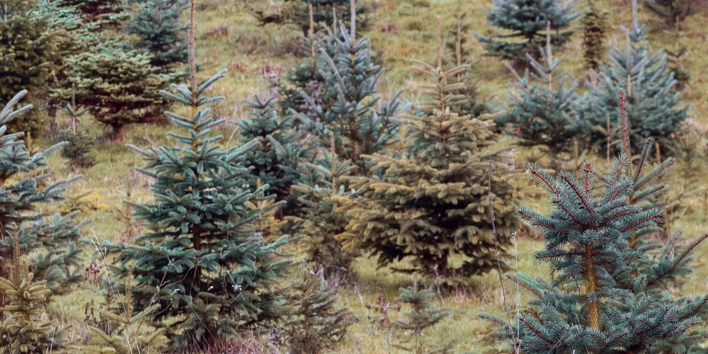 Die Ortsgemeinde Benken schenkt jeder Haushaltung im Gemeindegebiet einen Christbaum. (Symbolbild)