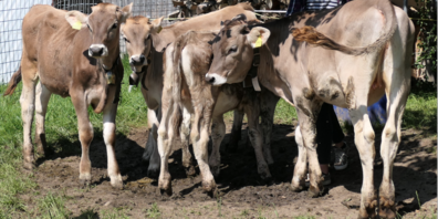 Für viele Tiere geht es auch dieses Jahr auf die Alpe
