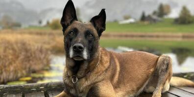 Die Kantonspolizei Zürich konnte mit Hilfe des Polizeihundes «Lee vom blauen Mistral» einen Einbrecher fassen.