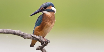 Der Eisvogel ist Vogel des Jahres 2026.