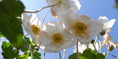 Steht Oleander im Winter in zu warmen Räumen über 15 Grad Celsius, ist die Pflanze besonders anfällig für Schädlinge wie Schildläuse.