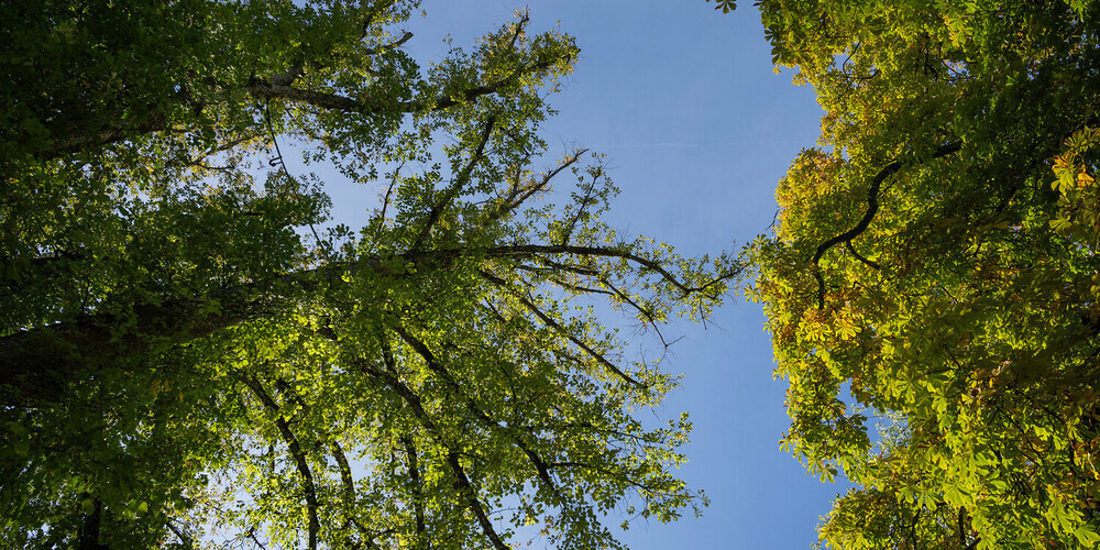 Die meisten Nachpflanzungen erfolgen im Frühling 2026.