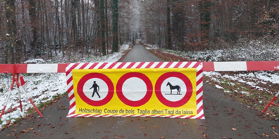 Wegen Holzschlag gesperrt: Die Gutenswilerstrasse im Näniker Hard.