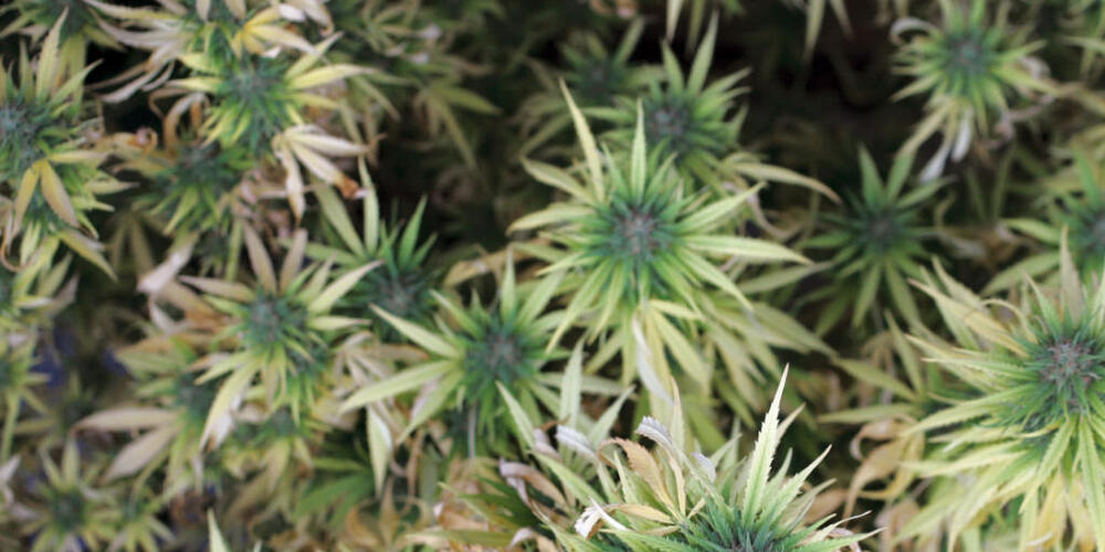 Die Kantonspolizei Zürich entdeckte am Donnerstag in einer Indooranlage in Nürensdorf mehr als 8000 THC-haltige Hanfpflanzen. (Symbolbild)