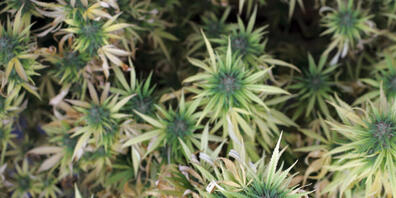 Die Kantonspolizei Zürich entdeckte am Donnerstag in einer Indooranlage in Nürensdorf mehr als 8000 THC-haltige Hanfpflanzen. (Symbolbild)