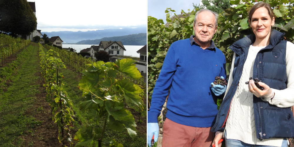 Rebberg Bollingen, Andrea und Bruno Hug beim Wümmet 2019.