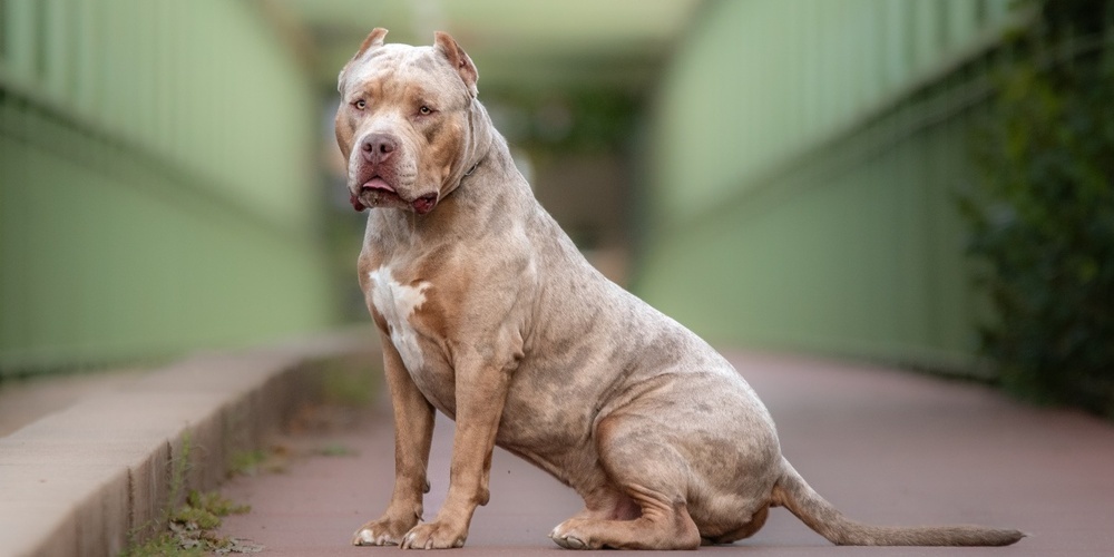 Der Hund des Besitzers verletzte mehrere Kinder. (Symbolbild)