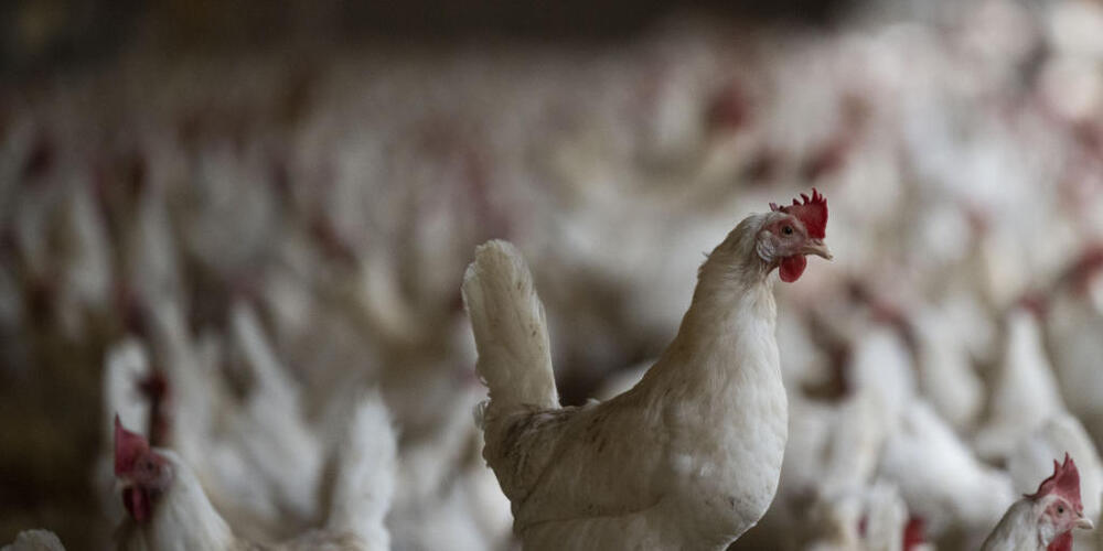 Für Geflügelhaltungen entlang des Bodensees gelten ab Donnerstagabend auf Schweizer Seite verschärfte Hygienemassnahmen. (Symbolbild).