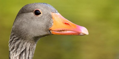 In Männedorf wurde eine Graugans positiv auf Vogelgrippe getestet. (Symbolbild)