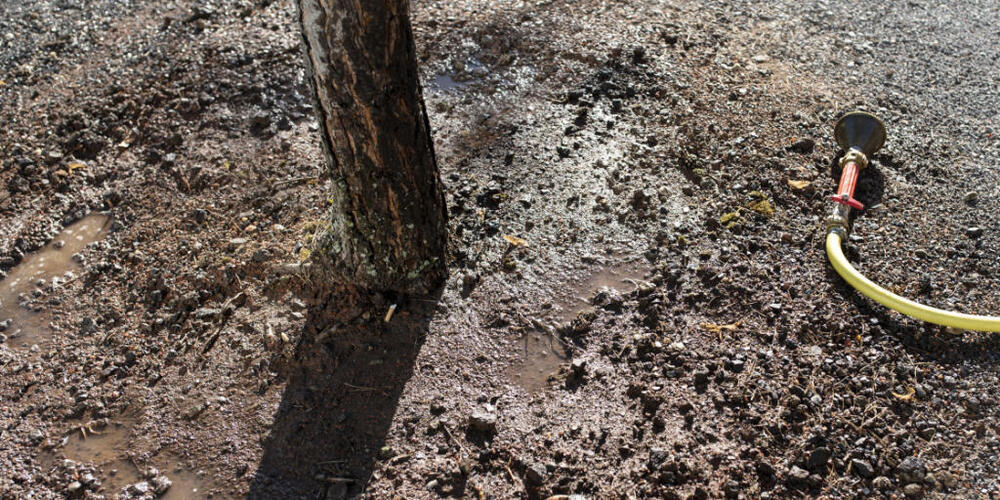 Die Stadt Zürich pflanzt bis im Frühling 1000 neue Bäume. (Archivbild)