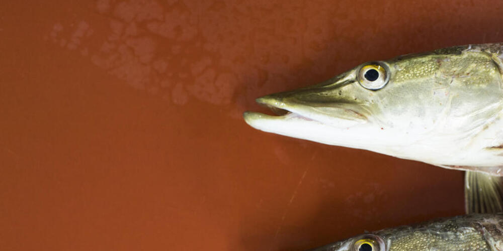 Für Hechte aus dem Zugersee gilt wegen zu hoher Belastung mit den künstlichen Chemikalien Pfas ab sofort ein Verkaufsverbot. (Symbolbild)