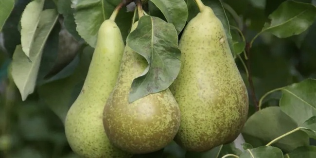 Süss, saftig und kalorienarm: Birnen.