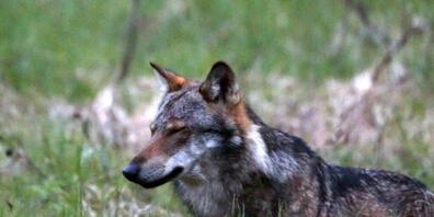 Sollte der Wolf im Knonaueramt erneut zuschlagen, droht ihm der Abschuss. (Archivbild)