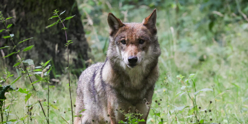 Der erlaubte Abschuss zweier Wolfsrudel im Kanton Graubünden erntet von Wolfsbefürwortern Kritik. (Symbolbild)