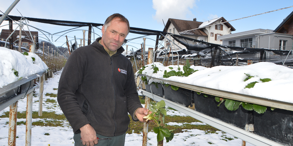 Die Schneedecke hat die Erdbeeren gut geschützt, stellt Obstbauer Kilian Diethelm fest.  Bild Heidi Peruzzo 