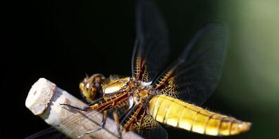 Die Libellen leiden unter dem Verlust ihres Lebensraums: Ein Plattbauchlibellen-Weibchen aus der Gruppe der Segellibellen in einem Garten in Meggen LU. (Archivbild)