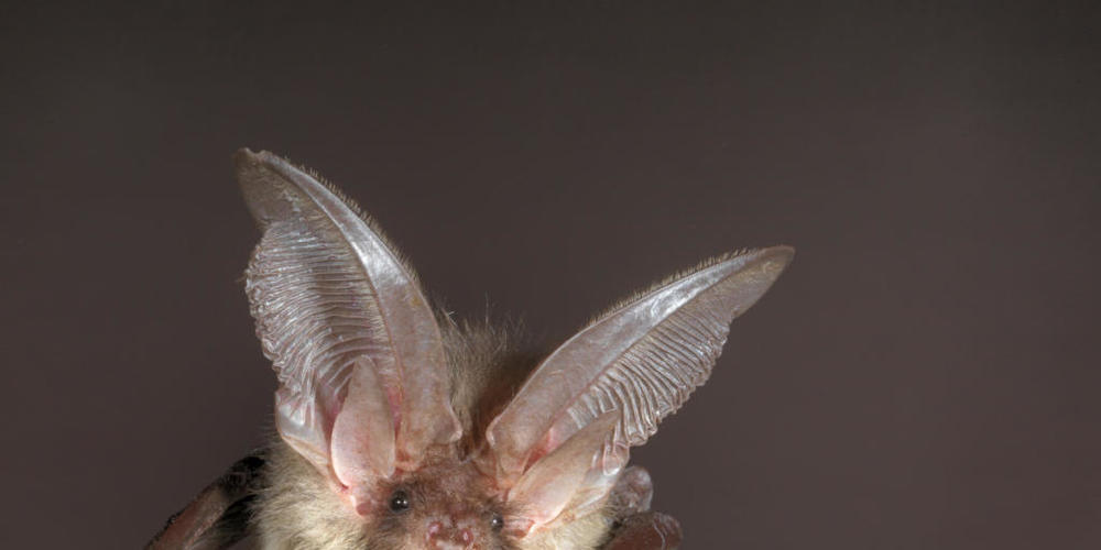 Lichtscheue Fledermausarten wie das Braune Langohr leiden unter der zunehmenden Lichtverschmutzung in den Städten.