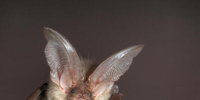 Lichtscheue Fledermausarten wie das Braune Langohr leiden unter der zunehmenden Lichtverschmutzung in den Städten.