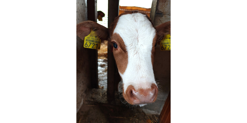 Scheu ist der kleine Nikita nicht. Eher neugierig und abenteuerlustig.