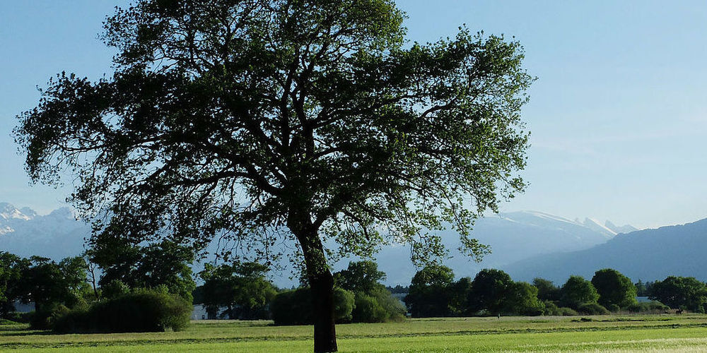 Das Agglomerationsprogramm soll in die Zukunft des Tals beidseits des Alpenrheins weisen